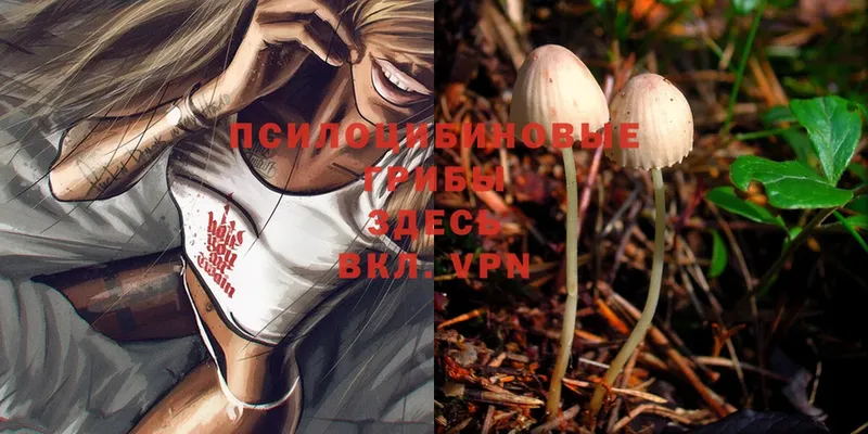 Псилоцибиновые грибы Psilocybe  магазин    Жуковка 